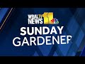 Feeling patriotic in this weeks Sunday Gardener(WBAL) - 02:49 min - News - Video