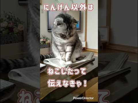 えっほえっほ！みんなに伝えなきゃ！　#cat #スコティッシュフォールド #ねこ