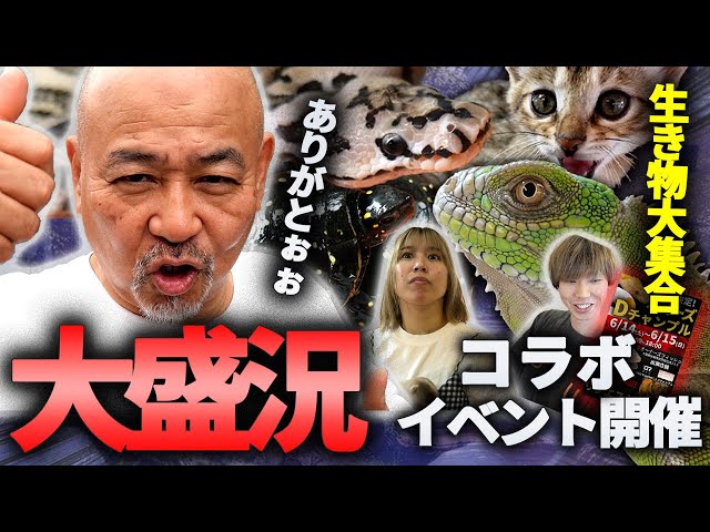 #爬虫類  #オーナーズフィッシュ#DEUReptiles   #爬虫類イベント 
トコチャンプルさんとDEU Reptilesさんとストアイベントを開催しました☺
イベントは1日目は大雨でしたがたくさんのご来店ありがとうございました！！
またストアイベントを開催いたしますので是非またお越しください！！

▶トコチャンプルさん
◇HP
http://www.asiajp.net/
◇X
https://x.com/tokocampur

▶DEU Reptilesさん
◇YouTube
@DEUReptiles 
◇HP
https://deu-reptiles.com/



★目次(チャプター)
0:00 オープニング
0:28 生体紹介
7:19 イベントの様子
9:31 対談
16:47 おまけ

★オーナーズフィッシュ公式サイト
https://ownersfish.official.jp/

★Twitter
https://twitter.com/ownersfish

★Instagram
https://www.instagram.com/ownersfish/

★Line公式アカウント
https://line.me/R/ti/p/%40320jymis

★Linktree
https://linktr.ee/ownersfish