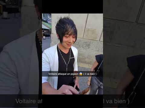 Voltaire attrape un pigeon 🤭