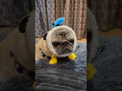Dog versus Donald Duck! 🥰 #dogs #donaldduck #pugsog