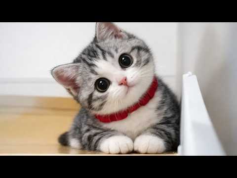 Cute Kittens Being Silly for No Reason 😹