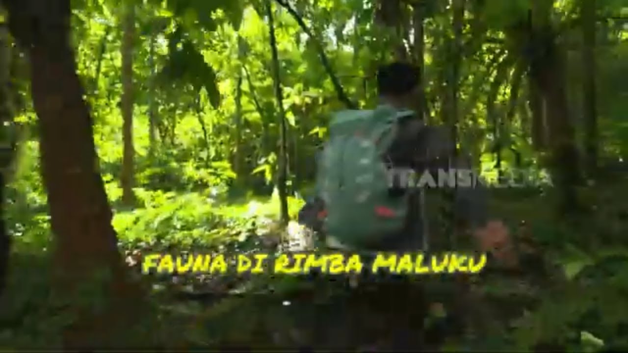 Fauna Di Rimba Maluku | SI OTAN (18/09/24) Part 1