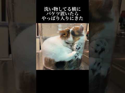 洗い物してる横にバケツ置いたらやっぱり入りに来た #猫 #子猫  #こねこ #コ