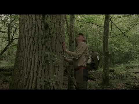 The Hidden Life of Trees'