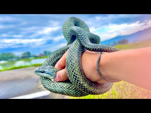 猫の動画サムネイル - 巨大なヘビに襲われました