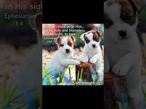 #music #love #dailybibleverse #christianmusic #dog