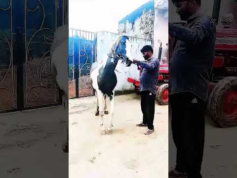 "घोड़े ने किया ऐसा डांस, लोग रह गए दंग 😲💃"#horse #horsedance #horsetrancedance #shorts #horse