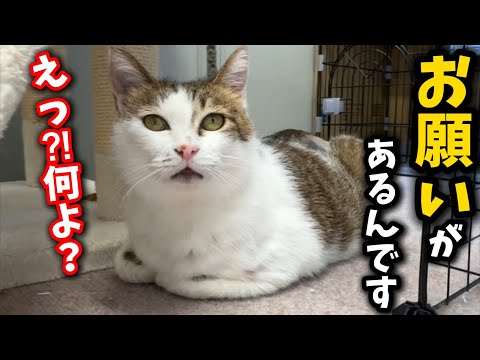 猫の動画サムネイル - 卒乳を控えた子猫たちについてお知らせがあります