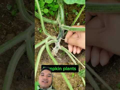 Mẹo Tăng Tỷ Lệ Đậu Quả Cho Bí Đỏ #gardening