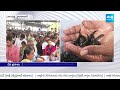 Huge Public Crowd At Nampally Exhibition Grounds For Fish Prasadam | Chepa Prasadam | @SakshiTV - 04:31 min - News - Video