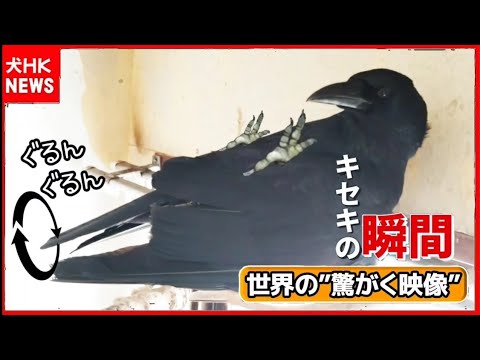 【尻尾ぐるぐる】上機嫌なカラスはまるで犬 20250802、カラス&四つ足クインテット(仮)