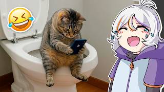 SI TE RIES 5 VECES PIERDES NIVEL GATITOS Y PERRITOS 🤣😂