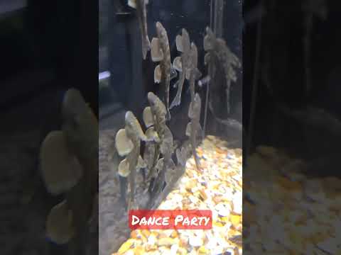 Fishy Dance Party #dance #cute #aquarium 
