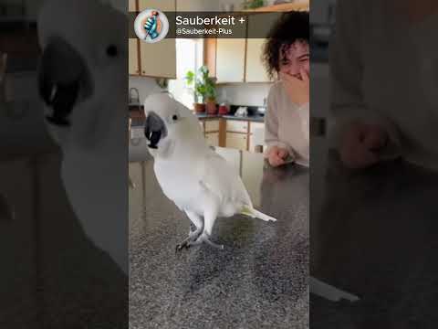 This parrot’s rhythm is unreal 😂