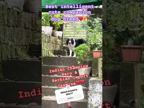 The best dog breed for Show Home🔥❤️ #pets #love #bordercollie #puppy #husky