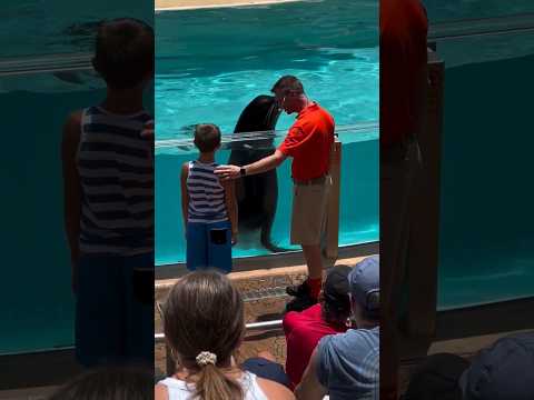 #dolphine #wildlife #seaworld