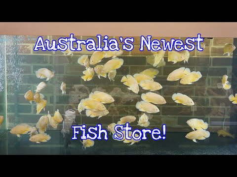 Signature Aquariums Tour. Sneak Peek At Australia's Monster Fish Store!