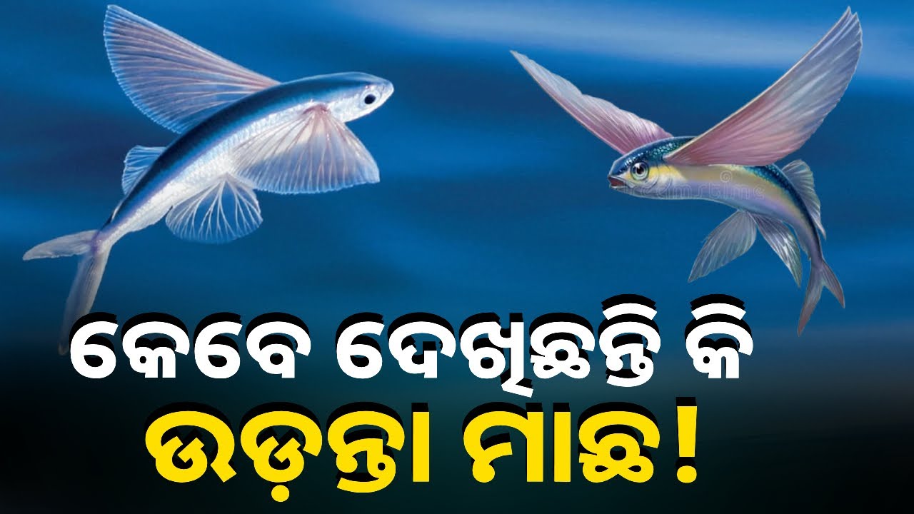ପାଣିରେ ରହିବା ସହିତ ଆକାଶରେ ବି ଉଡ଼ିପାରେ ଏହି ମାଛ, ‘ଫ୍ଲାଇଙ୍ଗ୍ ଫିସ୍’ ନାମରେ ବେଶ ଜଣାଶୁଣା