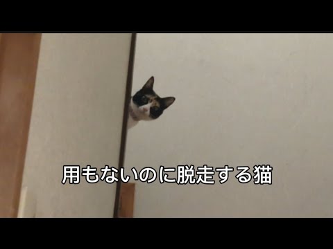 一瞬の隙をつかれ全てを台無しにする猫