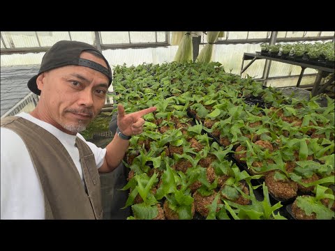 ほんわかアロイダーズ がライブ配信中！