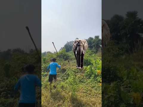 Elephants fell down from bank 🦣🦣
