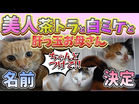 荒れる母猫も少しずつ心を開く…名前が運ぶ新たな希望