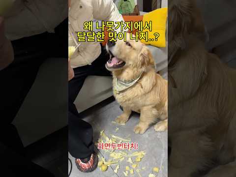 주인아 혹시 나뭇가지에 <strong>설탕</strong> 뿌려놨어?!