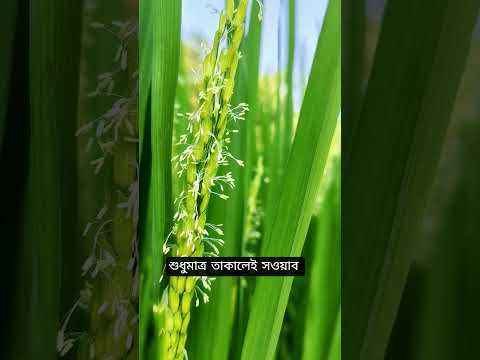 আমার দ্বীন পুরোটাই ভালোবাসায় ঘেরা। #shorts #islamicstatus #waz #mizanur_rahman_azhari