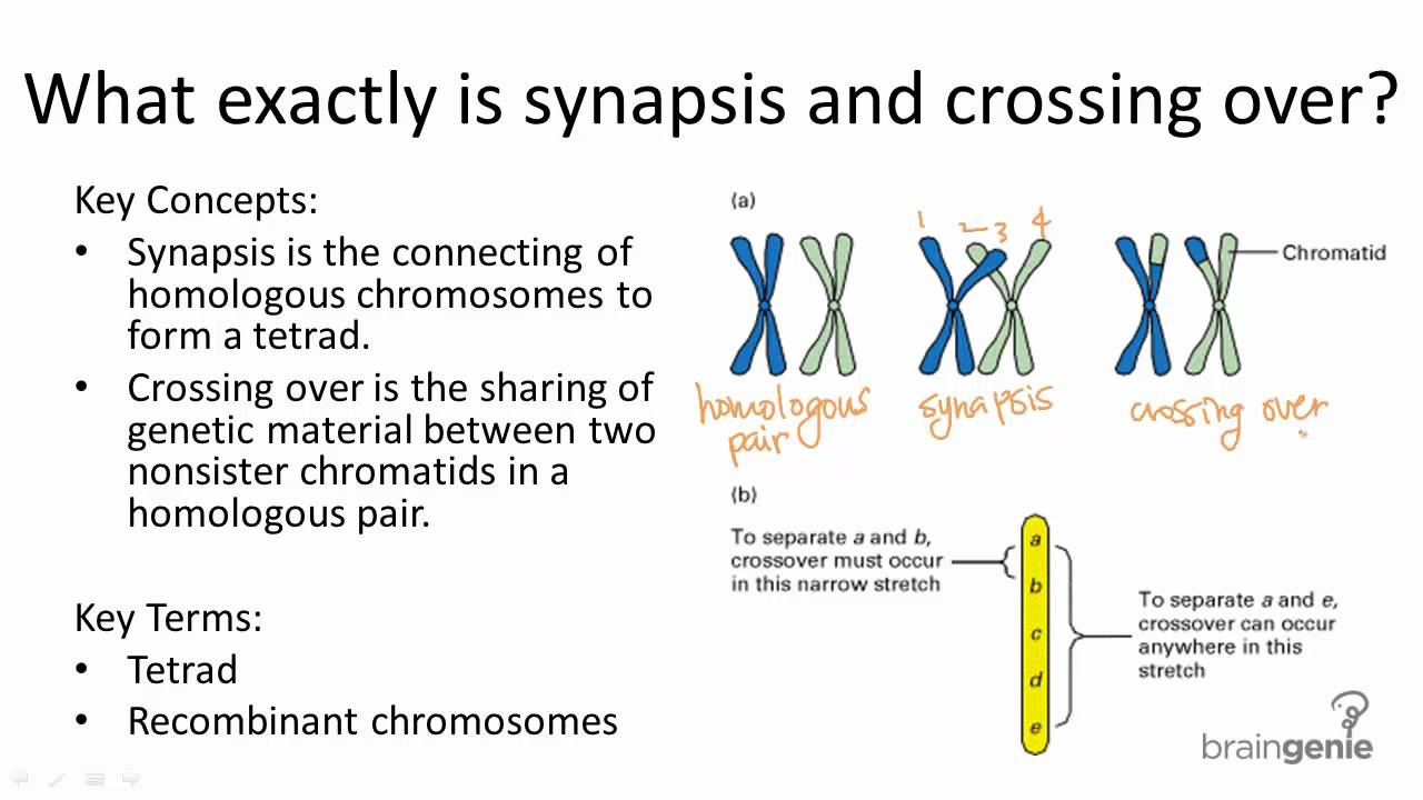 5 2 3 Synapsis And Crossing Over YouTube