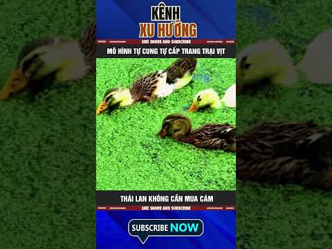 MÔ HÌNH TỰ CUNG TỰ CẤP - TRANG TRẠI VỊT THÁI LAN KHÔNG CẦN MUA CÁM