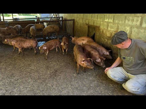 💰ЦІНА НА ЖИВУ ВАГУ СВИНЕЙ 2026🐖 БМВД — ЦЕ ХІМІЯ ЧИ КОРИСТЬ ДЛЯ СВИНЕЙ? 🤔 РОЗБИРАЄМОСЯ РАЗОМ