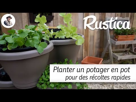 Un potager en pot pour des récoltes rapides