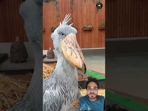 #birds #facts #wildlife