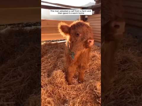 Kind man adopts a cute mini calf and then...#love #kindness #animals #cutepet