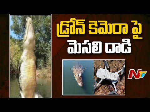 Crocodile attack on drone camera while shooting in Crocodiles park, video goes viral Crocodile attack on drone camera while shooting in Crocodiles park, video goes viral