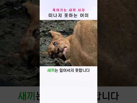 죽어가는 새끼 <strong>사자</strong> 곁을 떠나지 못한 어미