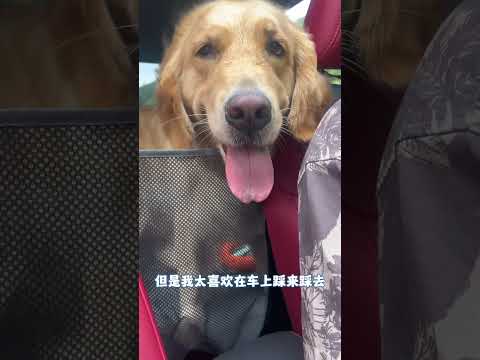 车里的狗毛终于少点了#PETSFIT宠适 #petsfit车载垫