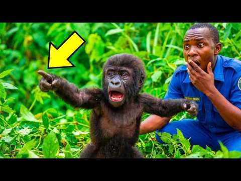 Baby Gorilla Kept Pointing At The Forest — When Ranger Finally Follows Him THIS HAPPENS!