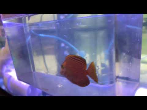 Kole Tang face pitting scarring from HLLE