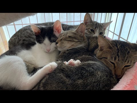 保護猫出身の猫たちの暮らしを楽しむ『なきるも日記』始動 サムネイル