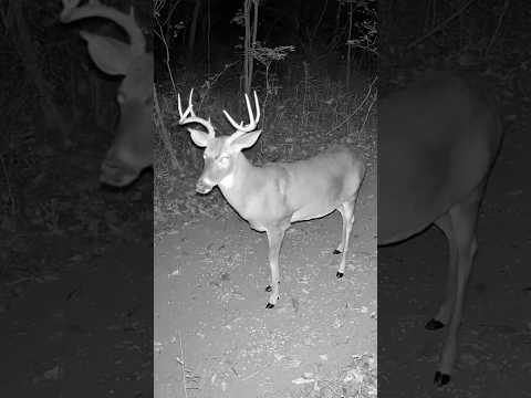 BUCK UP CLOSE! | Incredible Deer Footage You’ll Never See This Close! #shorts