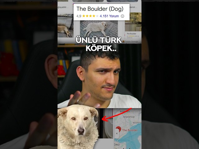 ŞANS ESERİ ÜNLENEN TÜRK KÖPEK..???