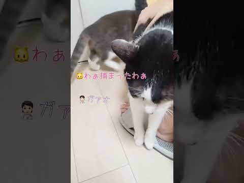 ガオー！！からの、まったくしょうがないなぁ・・・【愛猫れいちゃんとスーちゃん】#cat #猫 #保護猫 #shorts