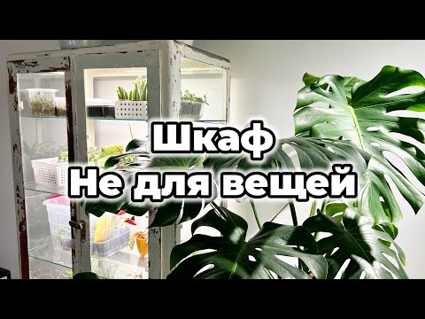 Зачем я превратила медицинский шкаф в дом для комнатных растений? 🤷🏻‍♀️