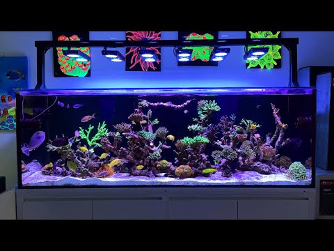 MicMol - THOR X Reef LED with Sky Rack Mounting