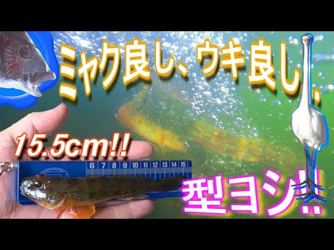 【2025 7月】この時期には嬉しい！旧中川で良型ハゼ!!【goby】