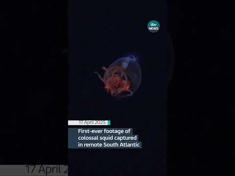 First-ever footage of colossal squid captured in remote South Atlantic #itvnews #news