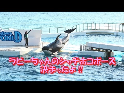 ラビーちゃんのシャチホコポーズ、決まったよ‼　＃鴨川シーワールド＃シャチ