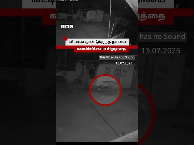 நீலகிரியில் நாயை கவ்விச் சென்ற சிறுத்தை - CCTV காட்சிகள்